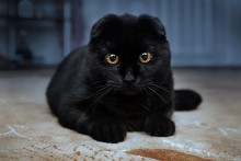 Nilpferd / ***