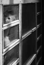 "Hinter Gittern" / ***