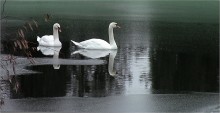 WINTER SWANS ... / ***