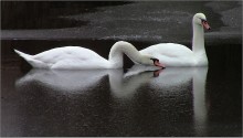 WINTER SWANS 2 ... / ***