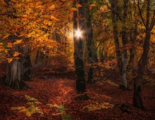 Tales of einem herbstlichen Wald ... / ...