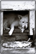 Hund Traurigkeit / ***