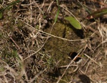 Hummel / ***