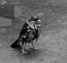 Obwohl nicht ein Adler, aber immer noch ... / ---