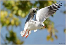 Möwe schwebt in den Himmel ... / ***