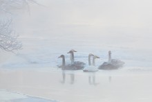 Kaltnebel / ***
