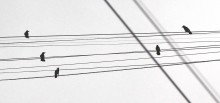 Violine für Krähen Quintet / ***
