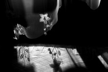 "Navel Schatten auf dem Zaun" / .....