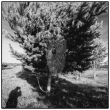 "Navel Schatten auf dem Zaun" / ***