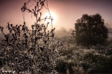 Morgentau und Rauhreif / ***