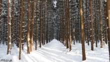 Winterwald / ***