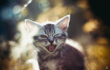 Meine Katze lächelt / ***