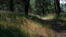 Im Wald / ***