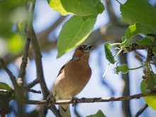 Finch, Singen in der Krone des Apfels am letzten Tag des Frühlings / ***
