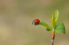 Wer ist da? / ***