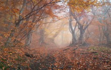 Herbstnebel / ***