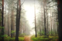 In einem Kiefernwald / ***