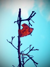 Blatt im Januar gegen den Himmel / ***