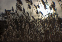 Herbal Sonnenuntergang / ***