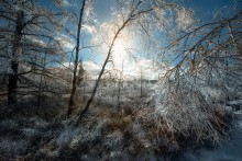 ...covered by ice class / Mer Bleue Bog
