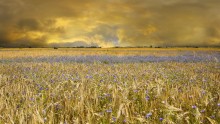 Im Vorgriff auf die Ernte / ***