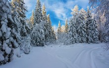 Wald Schönheit / ***