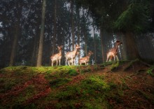 Tierpark Silz Germany / Ree