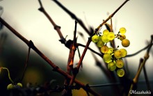 Trauben / ***