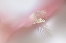 Weder Viel Glück / ***