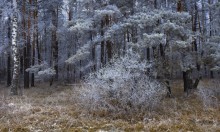 Frostig / ***