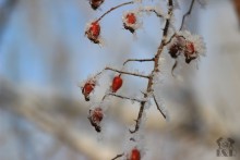 Ein frostiger Morgen / ***