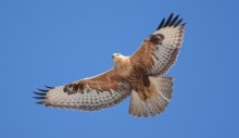 Bussard / ***