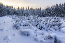Unter einer Schneedecke / ***