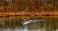 im Herbst Küste / ***