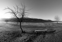 Baum und Bank / ***