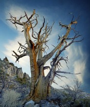 Ballettsolist Wald / ***