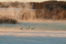 Swan Reise. / ***