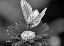 Nofretete / ***