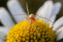 Enoplognatha Ovata / ***