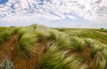 Blühende Grasmatte. / ***