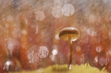 Frühlings-regen / ***