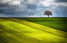 Awakening / Spring awakens the fields of Burgundy