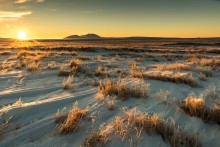 Tundra Gold 2 / ***