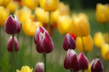 Frühling / ***