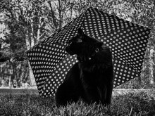 Black Panther / ***
