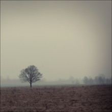  / ***