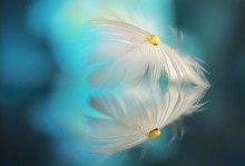 Gänseblümchen / ***
