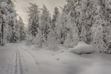 Kältesten Januar / ***