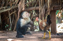 Curious "George" & rooster / spider monkey