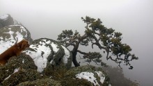 Pine Demerdzhiyskaya / ***